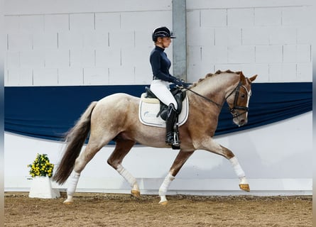 Tysk ridponny, Hingst, 6 år, 148 cm, Grå-röd-brun