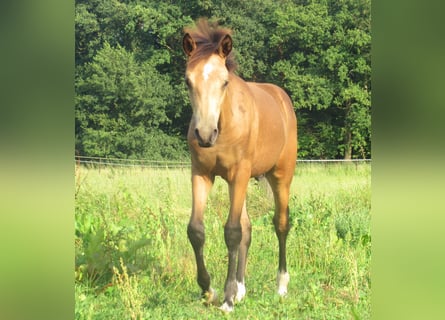 Tysk ridponny, Hingst, Föl (02/2024), 148 cm, Gulbrun