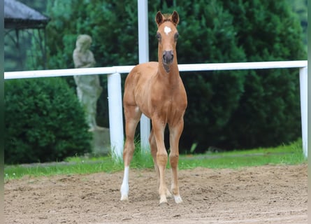 Tysk ridponny, Hingst, Föl (05/2024), fux