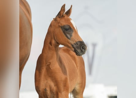 Deutsches Reitpony, Hengst, Fohlen (04/2024), Dunkelfuchs