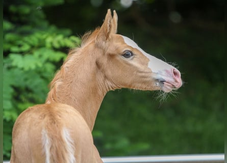 Tysk ridponny, Hingst, Föl (05/2024), fux