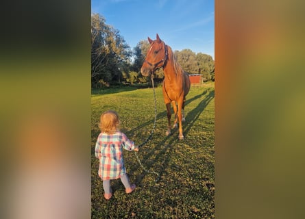 Tysk ridponny, Sto, 2 år, 146 cm, fux