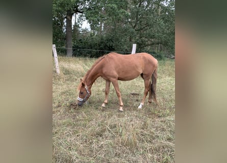 Tysk ridponny, Sto, 3 år, 140 cm, fux