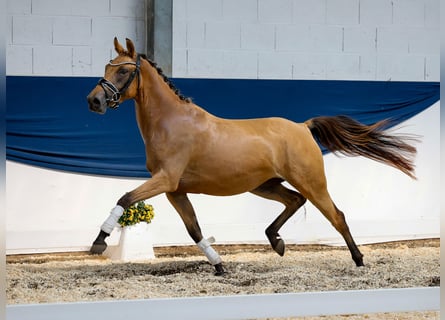 Tysk ridponny, Sto, 3 år, 143 cm, Gulbrun