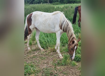 Tysk ridponny, Sto, 3 år, 145 cm, Pinto