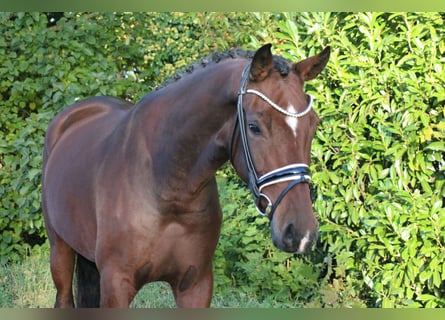 Tysk ridponny, Sto, 3 år, 161 cm, Brun