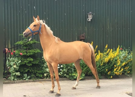 Tysk ridponny, Sto, 4 år, 143 cm, Palomino