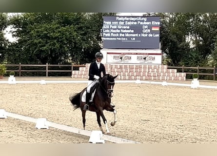 Tysk ridponny, Sto, 4 år, 146 cm, Brun