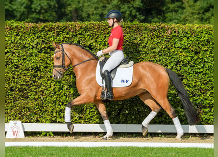 Tysk ridponny, Sto, 4 år, 147 cm, Braunfalbschimmel