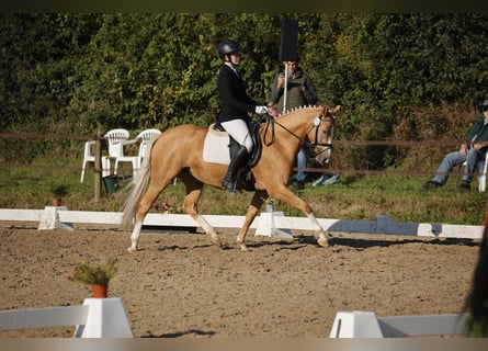 Tysk ridponny, Sto, 5 år, 147 cm, Palomino