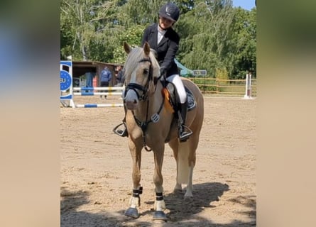 Tysk ridponny, Sto, 7 år, 158 cm, Palomino