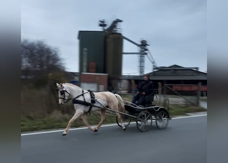 Tysk ridponny, Sto, 7 år, Palomino