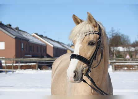 Tysk ridponny, Sto, 9 år, 152 cm, Palomino