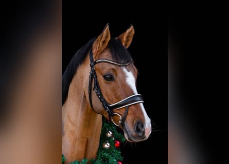 Deutsches Reitpony, Wallach, 10 Jahre