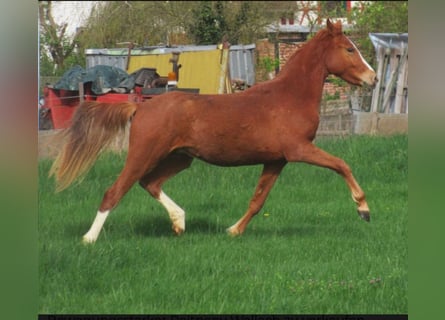 Tysk ridponny, Valack, 2 år, 140 cm, fux