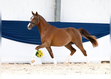 Deutsches Reitpony, Wallach, 2 Jahre, 146 cm, Dunkelfuchs