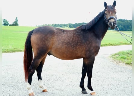 Tysk ridponny, Valack, 3 år, 146 cm, Gulbrun