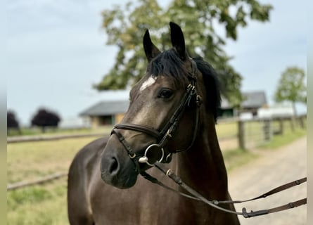 Tysk ridponny, Valack, 3 år, 146 cm, Gulbrun