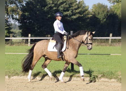 Deutsches Reitpony, Wallach, 3 Jahre, 160 cm, Buckskin