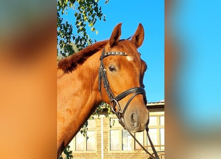 Tysk ridponny, Valack, 4 år, 145 cm, fux