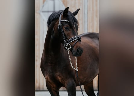 Deutsches Reitpony, Wallach, 4 Jahre, 146 cm, Dunkelbrauner