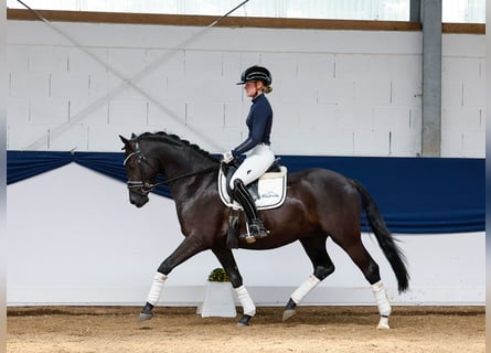 Tysk ridponny, Valack, 4 år, 148 cm, Svart