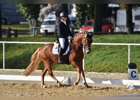 Tysk ridponny, Valack, 5 år, 146 cm, fux