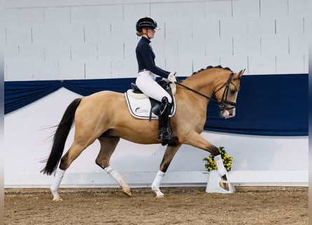 Tysk ridponny, Valack, 5 år, 148 cm, Black