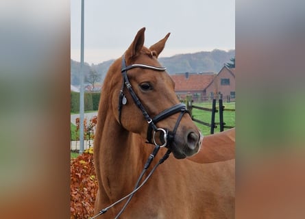 Tysk ridponny, Valack, 5 år, 148 cm, fux