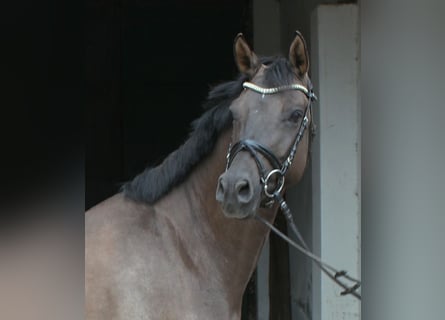 Tysk ridponny, Valack, 5 år, 151 cm, Black