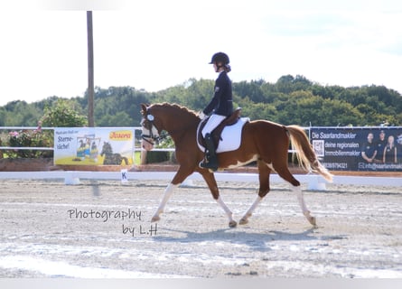 Tysk ridponny, Valack, 6 år, 146 cm, fux