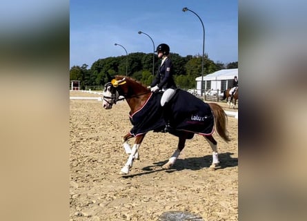 Deutsches Reitpony, Wallach, 6 Jahre, 146 cm, Fuchs