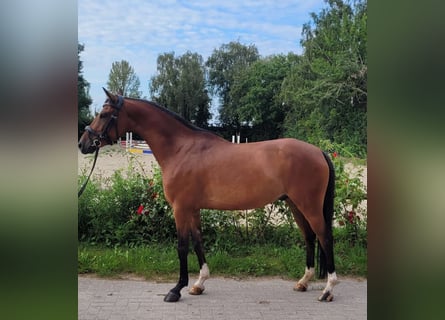 Tysk ridponny, Valack, 6 år, 148 cm, Brun