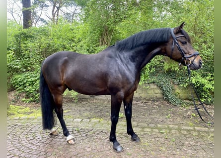 Tysk ridponny, Valack, 6 år, 154 cm, Mörkbrun