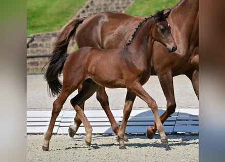 Tysk sporthäst, Hingst, 1 år, Brun
