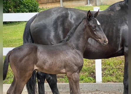 Tysk sporthäst, Hingst, 1 år, Svart