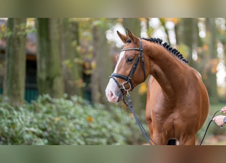 Tysk sporthäst, Hingst, 2 år, 170 cm, Brun