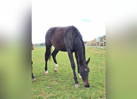 Tysk sporthäst, Hingst, 2 år, 174 cm, Rökfärgad svart