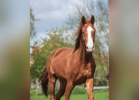 Tysk sporthäst, Hingst, 3 år, 162 cm, fux