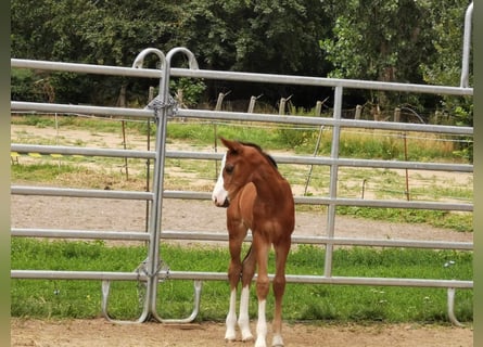 Tysk sporthäst, Hingst, 3 år, 165 cm, Mörkbrun