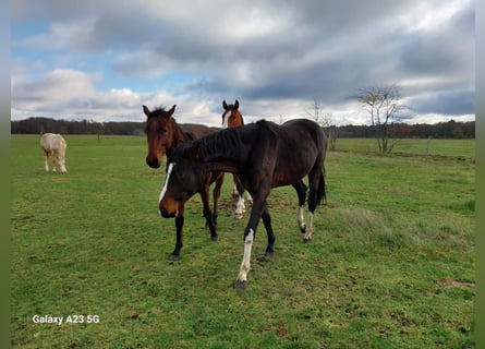 Tysk sporthäst, Hingst, 3 år, 166 cm, Mörkbrun