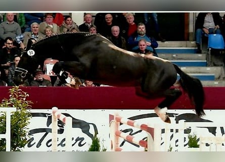 Tysk sporthäst, Hingst, 3 år, 167 cm, Rökfärgad svart