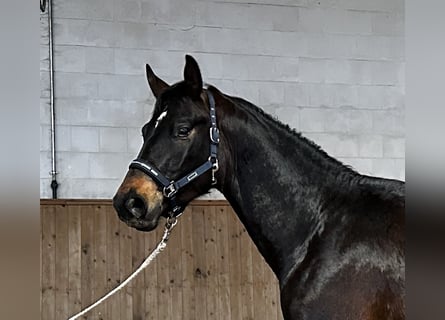 Tysk sporthäst, Hingst, 3 år, 169 cm, Mörkbrun