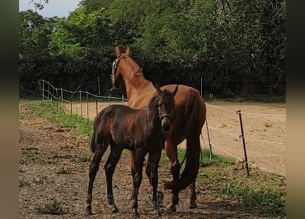 Tysk sporthäst, Hingst, 3 år, 170 cm, Mörkbrun