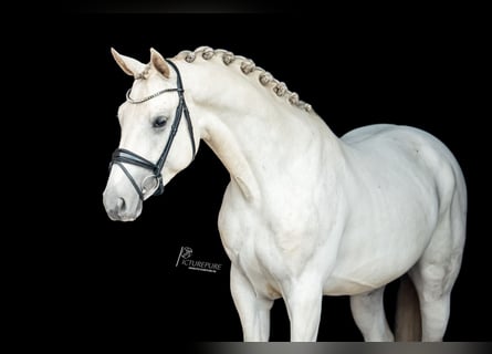 Tysk sporthäst, Hingst, 4 år, 169 cm, Grå