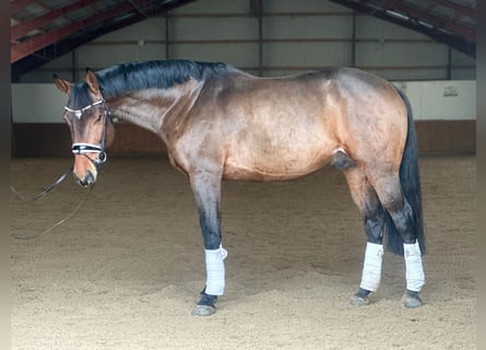 Tysk sporthäst, Hingst, 6 år, 167 cm, Brun