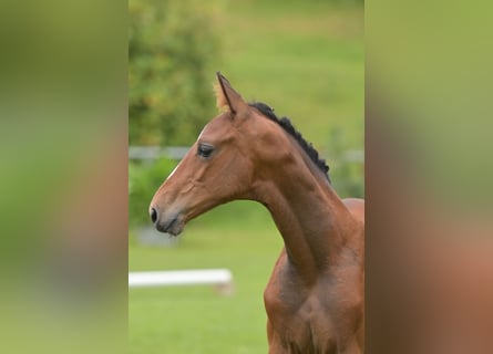 Tysk sporthäst, Hingst, Föl (05/2024), 170 cm, Brun