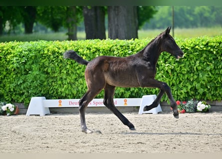 Tysk sporthäst, Hingst, Föl (04/2023), 173 cm, Kan vara vit