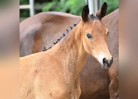 Tysk sporthäst, Hingst, Föl (04/2024), Brun