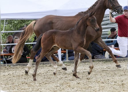 Tysk sporthäst, Hingst, Föl (04/2024), Brun